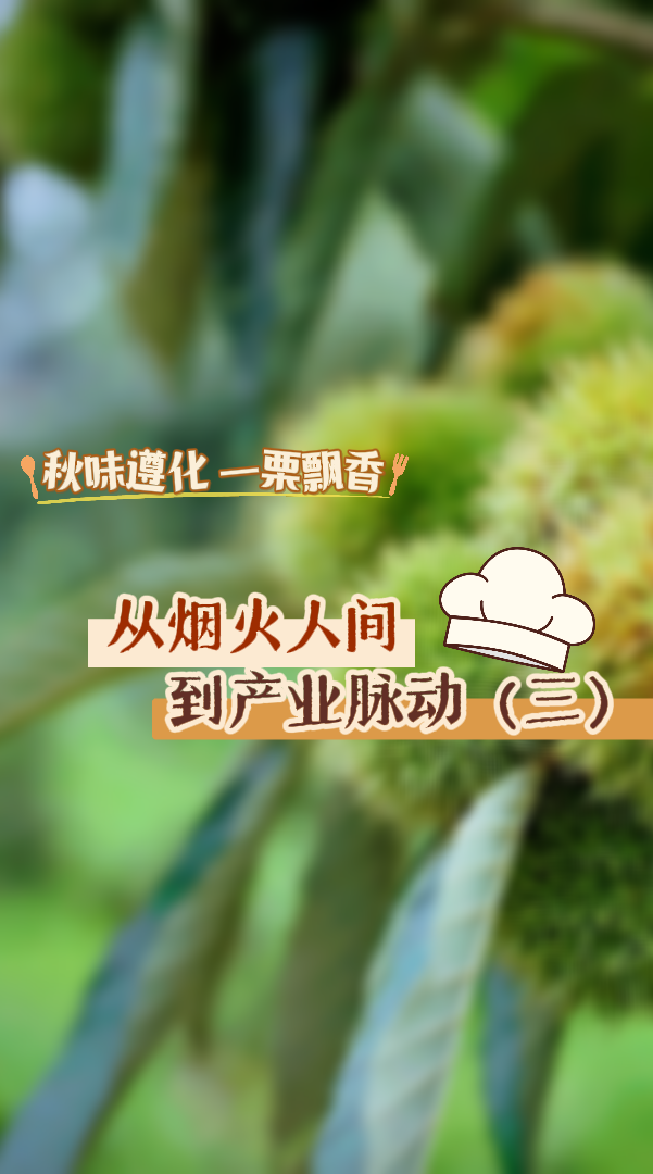 从烟火人间到产业脉动③ | 秋味遵化 一栗飘香